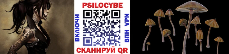 blacksprut как войти  Вязники  Псилоцибиновые грибы Psilocybe 